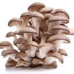 Profile picture of Mushroom